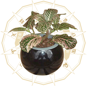 天蝎座最搭的风水植物